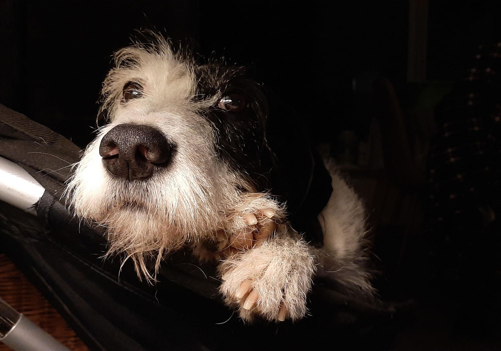 Seu pet fica entediado em casa? Descubra a importância do enriquecimento ambiental