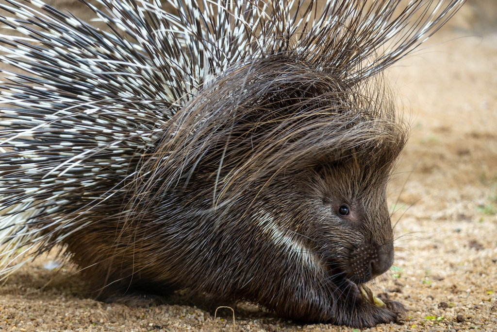 Zoo de São Paulo recebe porco-espinho africano inédito no Brasil