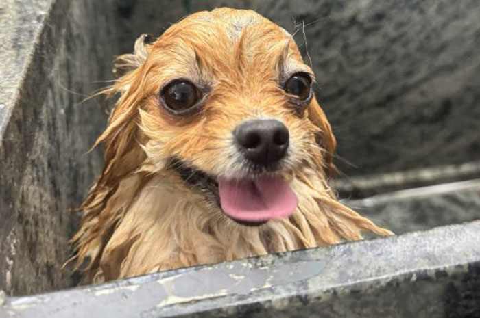Banho semanal em pets pode comprometer a saúde da pele