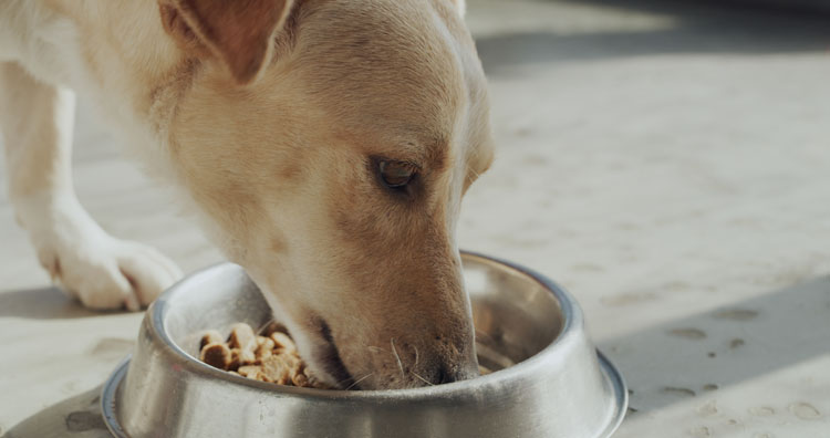 Cobasi realiza 4ª edição da campanha Semana do Abraço MyHug e transforma compras em refeições para animais de ONGs